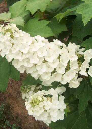 CIFO STOP COCCINIGLIE OLIO DI LINO trattamento - La rosa del borghetto