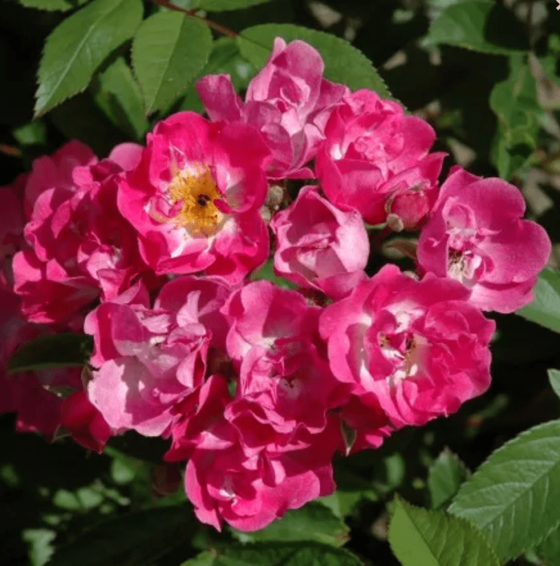 BELINDA rosa antica moschata cespuglio arbusto medio