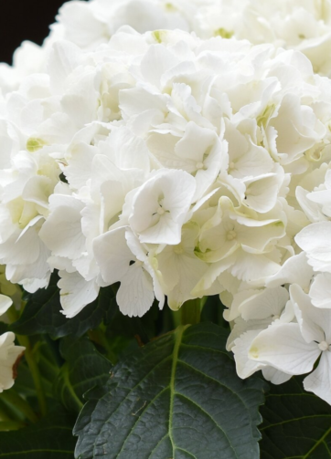 Cespuglio di ortensie di seta crema, ortensia d'avorio, fiori bianchi