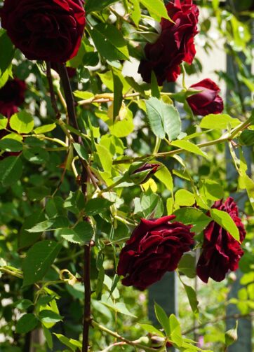 YEZINB Pelle Rosa Marabù Piume di Tacchino Piume Bianche di Fagiano per  Artigianato Piume Bianche per Vestiti Assesoires Plumas