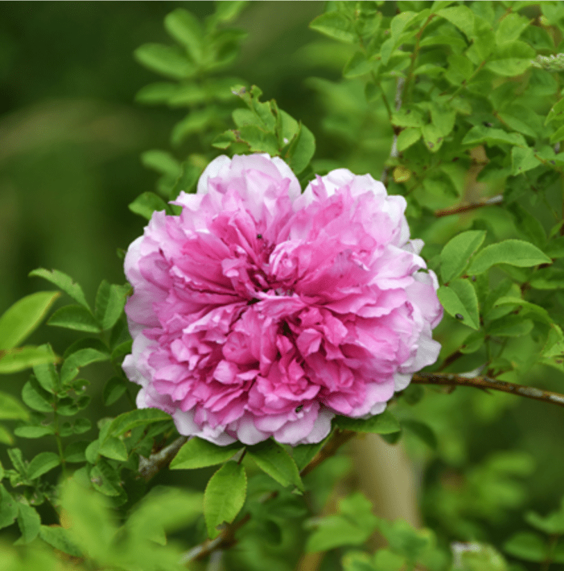 ROXBURGHII PLENA rosa antica botanica cespuglio arbusto grande