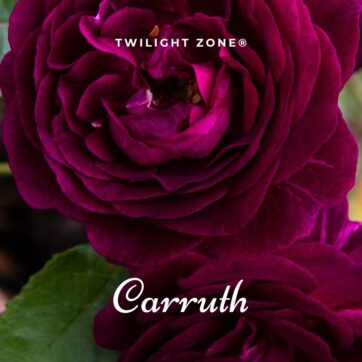 TWILIGHT ZONE® Carruth rosa cespuglio arbusto medio