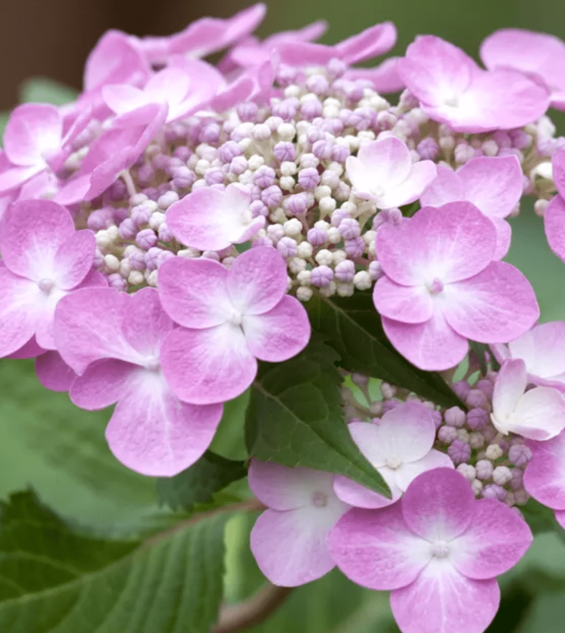 TWIST AND SHOUT® ENDLESS SUMMER HYDRANGEA MACROPHYLLA ortensia cespuglio rifiorente