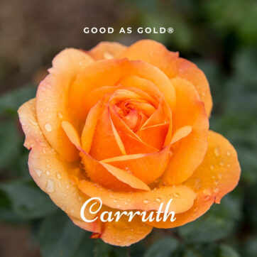 GOOD AS GOLD® Carruth rosa cespuglio arbusto medio