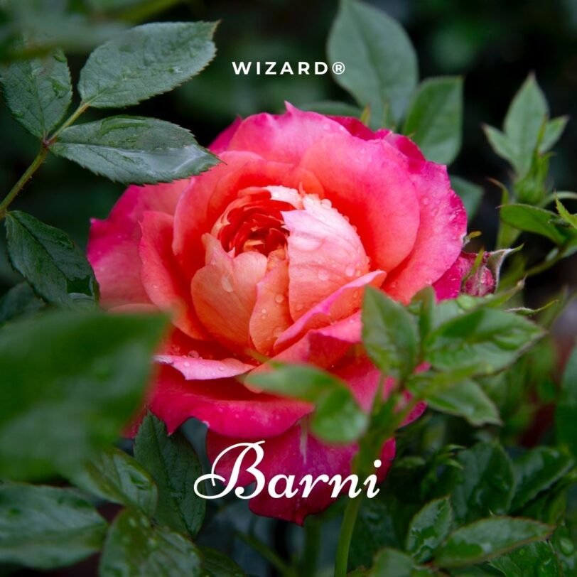 WIZARD® Barni rosa cespuglio arbusto piccolo