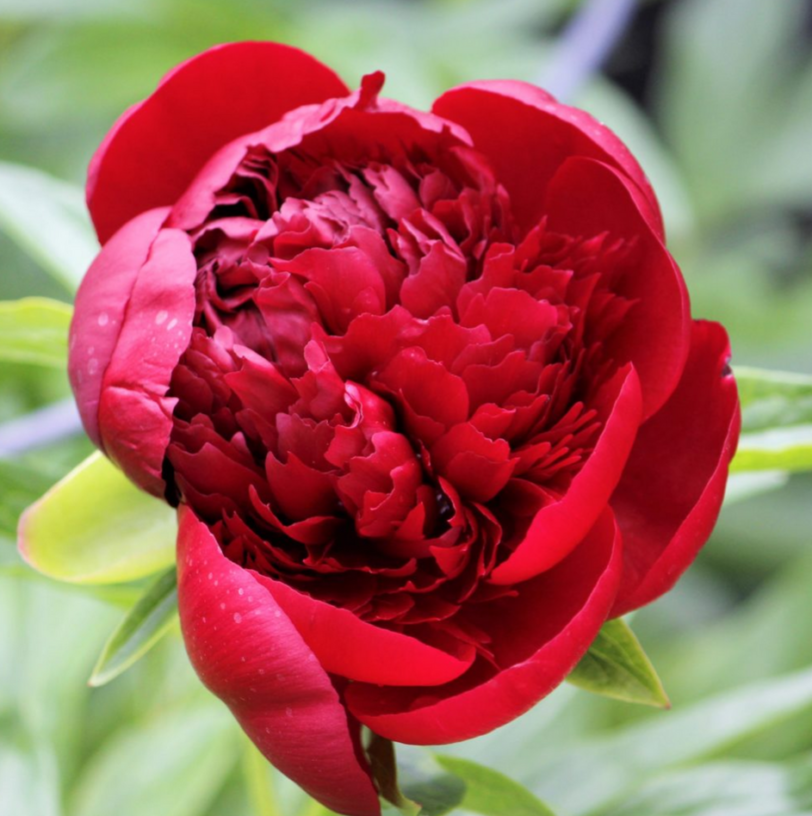 RED CHARM 3/5 occhi Peonia erbacea