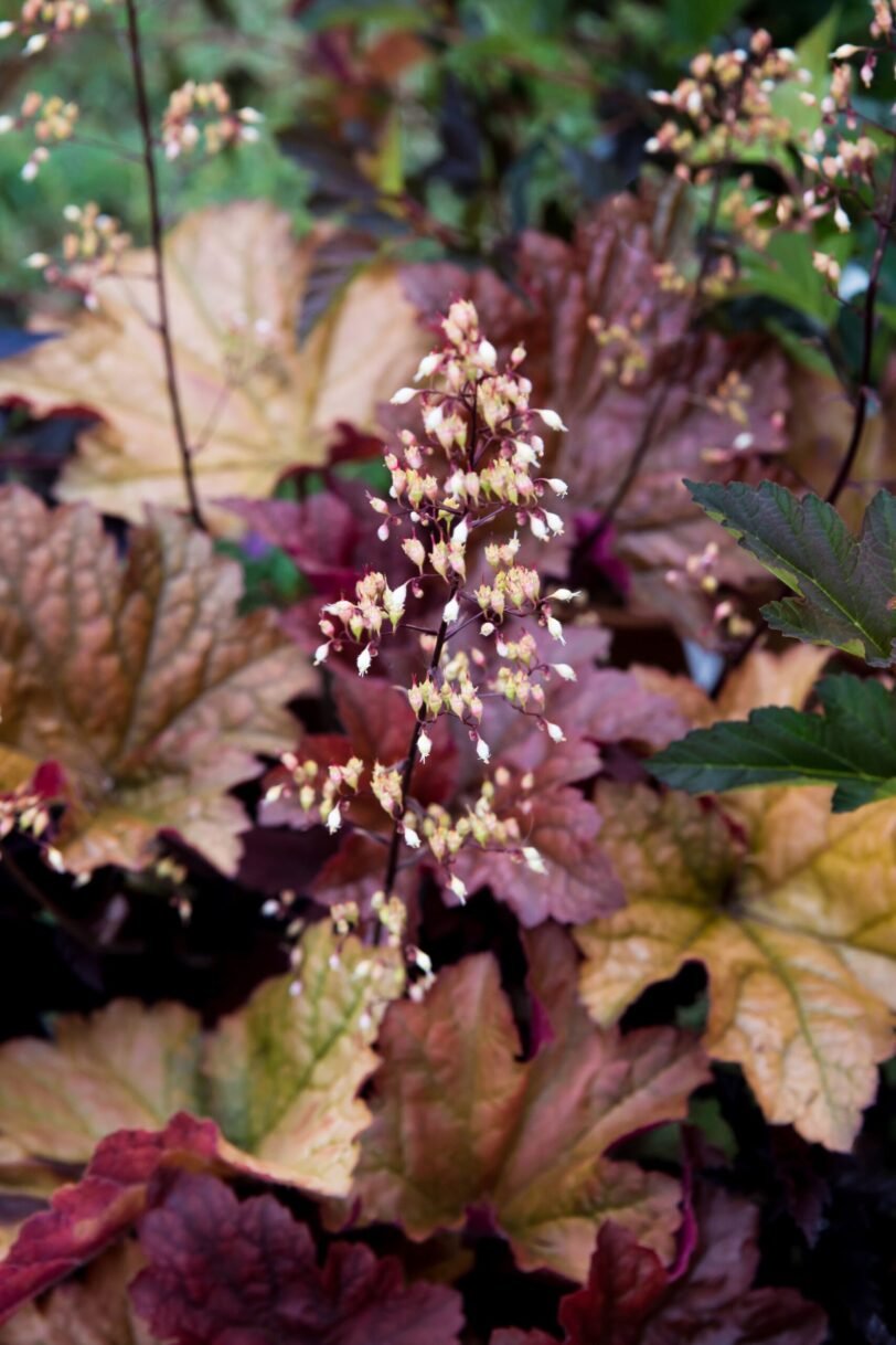 HEUCHERA erbacea perenne