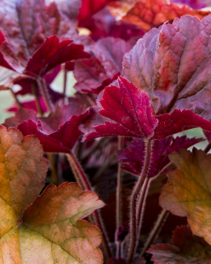 HEUCHERA erbacea perenne - immagine 2