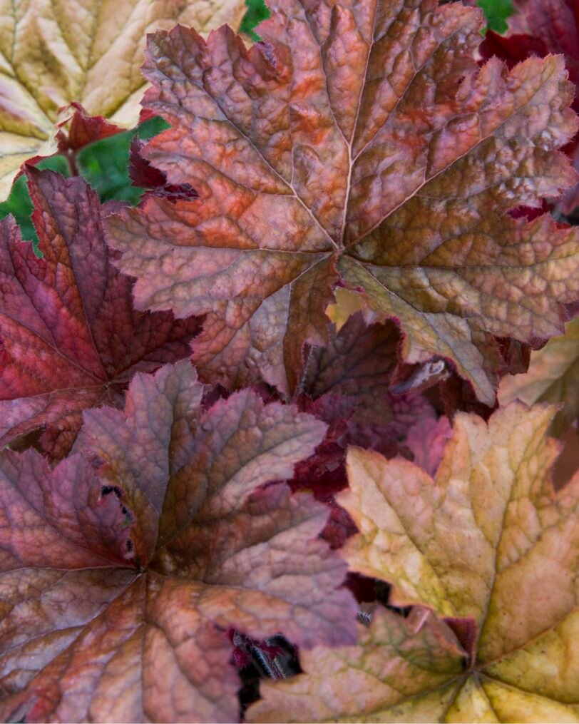 HEUCHERA erbacea perenne - immagine 3