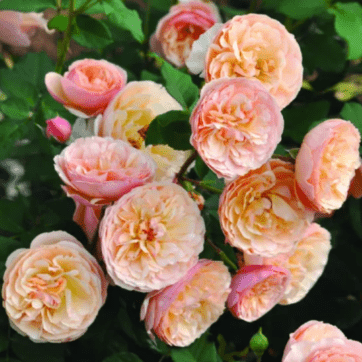 rosa edibile