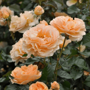 rosa edibile