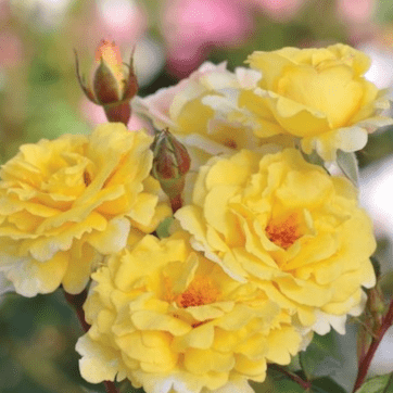 rosa edibile